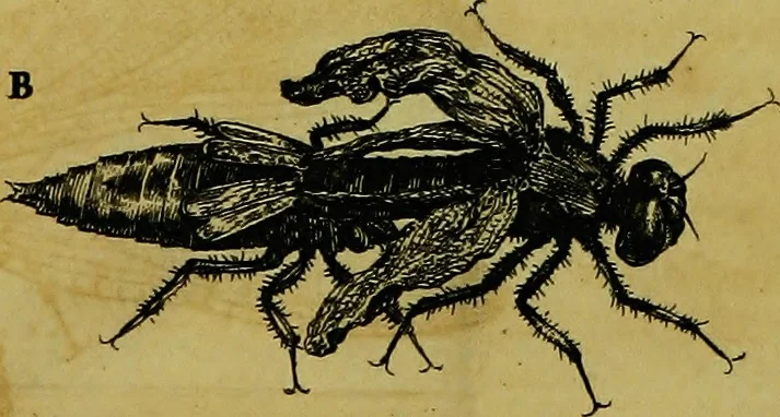 An illustration from Historia insectorum generalis : cum figuris et indicibus necessariis, 1685, leaf 206