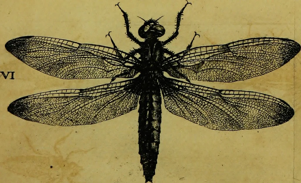 An illustration from Historia insectorum generalis : cum figuris et indicibus necessariis, 1685, leaf 206
