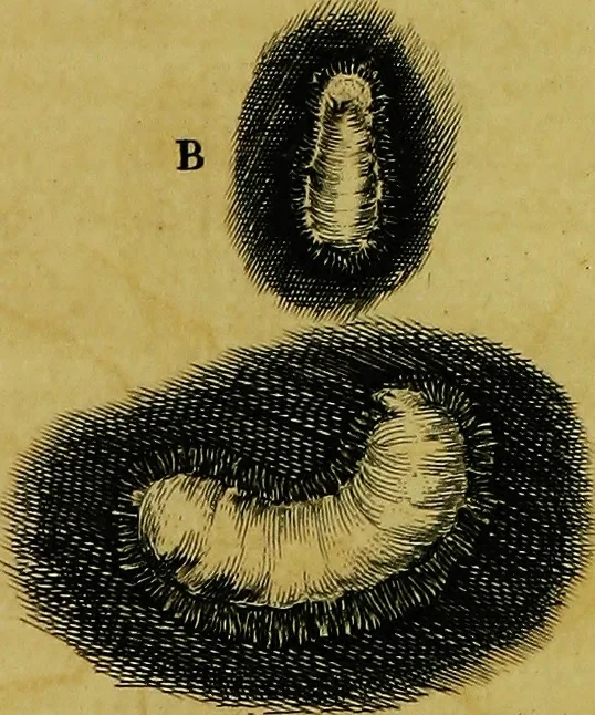 An illustration from Historia insectorum generalis : cum figuris et indicibus necessariis, 1685, leaf 210