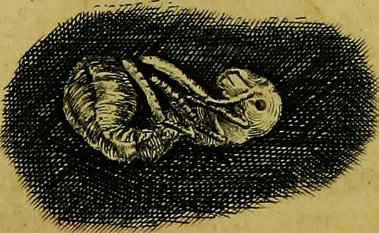 An illustration from Historia insectorum generalis : cum figuris et indicibus necessariis, 1685, leaf 210