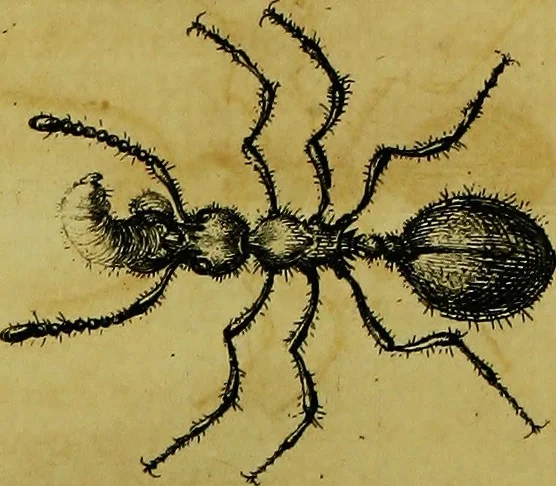 An illustration from Historia insectorum generalis : cum figuris et indicibus necessariis, 1685, leaf 210