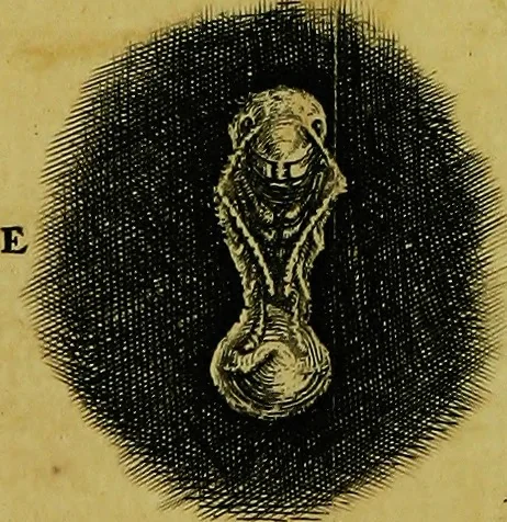 An illustration from Historia insectorum generalis : cum figuris et indicibus necessariis, 1685, leaf 210