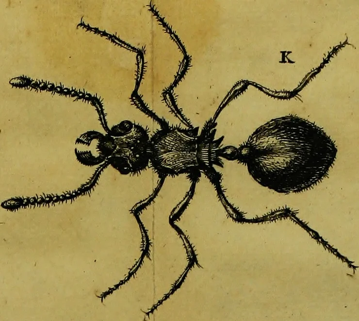 An illustration from Historia insectorum generalis : cum figuris et indicibus necessariis, 1685, leaf 210