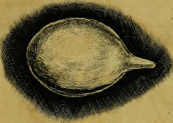 An illustration from Historia insectorum generalis : cum figuris et indicibus necessariis, 1685, leaf 234