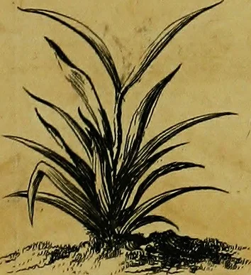 An illustration from Historia insectorum generalis : cum figuris et indicibus necessariis, 1685, leaf 234