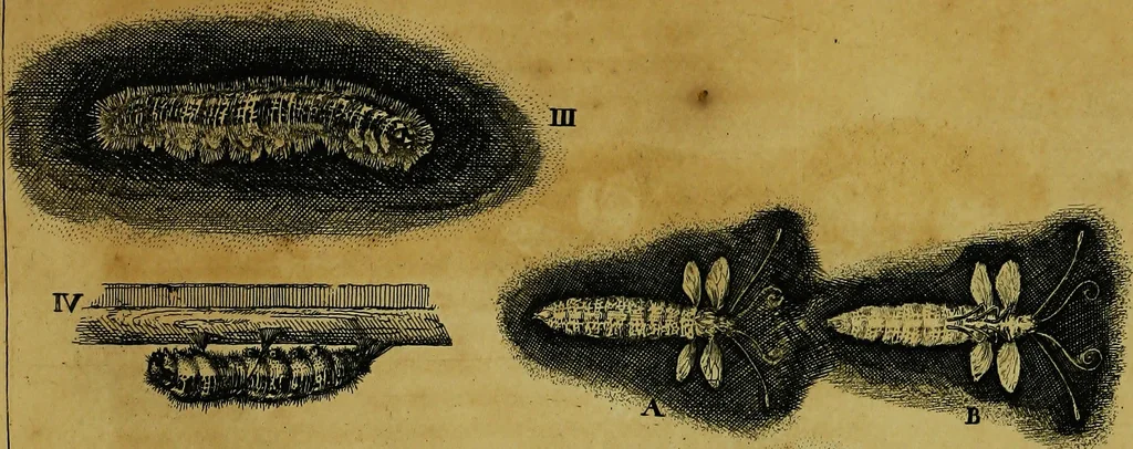 An illustration from Historia insectorum generalis : cum figuris et indicibus necessariis, 1685, leaf 244