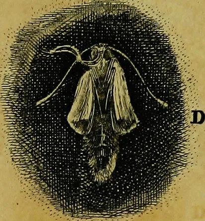 An illustration from Historia insectorum generalis : cum figuris et indicibus necessariis, 1685, leaf 244