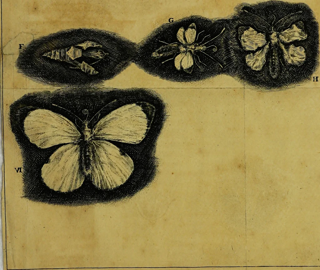 An illustration from Historia insectorum generalis : cum figuris et indicibus necessariis, 1685, leaf 244