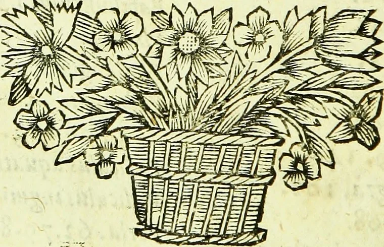An illustration from Historia insectorum generalis : cum figuris et indicibus necessariis, 1685, leaf 271