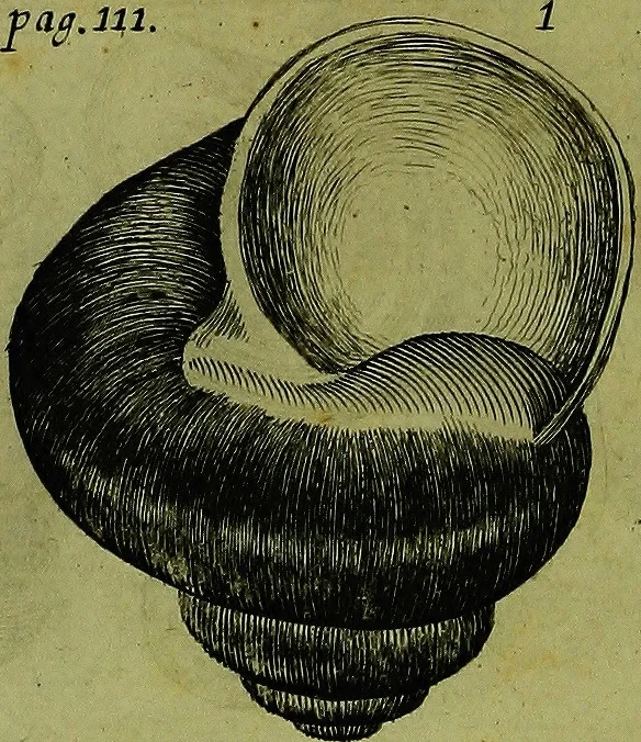 An illustration from Martini Lister ... Historiæ animalium Angliæ, tres tractatus. Unus de araneis. Alter de cochleis tum terrestribus, tum fluviatilibus. Tertius de cochleis marinis. Quibus adjectus est quartus de lapidibus ejusdem insulæ ad cochlearum quandam imaginem figuratis, 1678, leaf 125