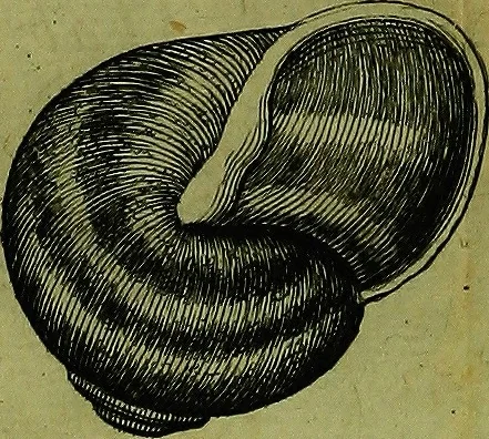 An illustration from Martini Lister ... Historiæ animalium Angliæ, tres tractatus. Unus de araneis. Alter de cochleis tum terrestribus, tum fluviatilibus. Tertius de cochleis marinis. Quibus adjectus est quartus de lapidibus ejusdem insulæ ad cochlearum quandam imaginem figuratis, 1678, leaf 125