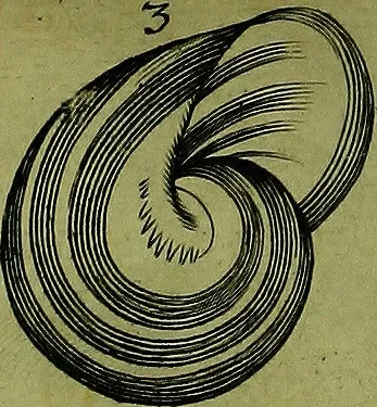 An illustration from Martini Lister ... Historiæ animalium Angliæ, tres tractatus. Unus de araneis. Alter de cochleis tum terrestribus, tum fluviatilibus. Tertius de cochleis marinis. Quibus adjectus est quartus de lapidibus ejusdem insulæ ad cochlearum quandam imaginem figuratis, 1678, leaf 125