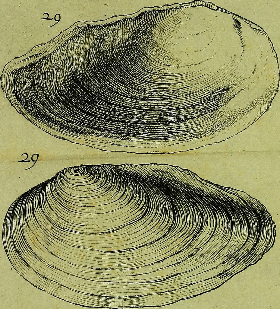 An illustration from Martini Lister ... Historiæ animalium Angliæ, tres tractatus. Unus de araneis. Alter de cochleis tum terrestribus, tum fluviatilibus. Tertius de cochleis marinis. Quibus adjectus est quartus de lapidibus ejusdem insulæ ad cochlearum quandam imaginem figuratis, 1678, leaf 125
