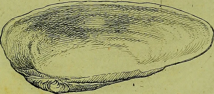 An illustration from Martini Lister ... Historiæ animalium Angliæ, tres tractatus. Unus de araneis. Alter de cochleis tum terrestribus, tum fluviatilibus. Tertius de cochleis marinis. Quibus adjectus est quartus de lapidibus ejusdem insulæ ad cochlearum quandam imaginem figuratis, 1678, leaf 125