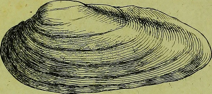 An illustration from Martini Lister ... Historiæ animalium Angliæ, tres tractatus. Unus de araneis. Alter de cochleis tum terrestribus, tum fluviatilibus. Tertius de cochleis marinis. Quibus adjectus est quartus de lapidibus ejusdem insulæ ad cochlearum quandam imaginem figuratis, 1678, leaf 125