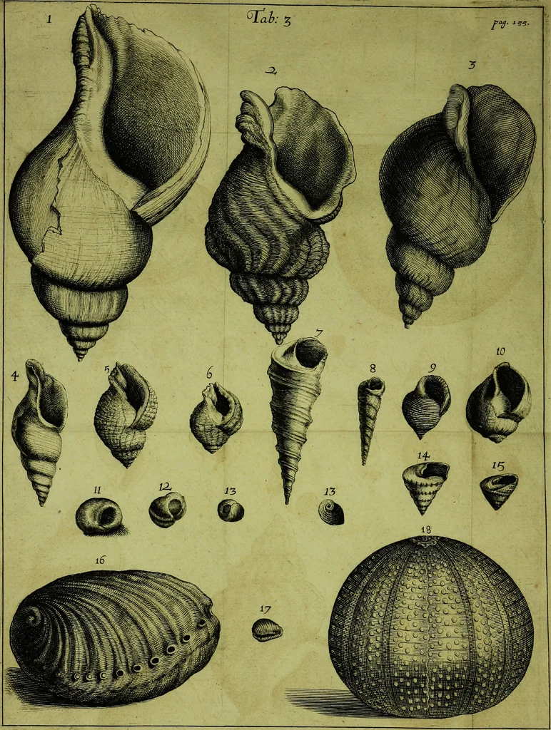 An illustration from Martini Lister ... Historiæ animalium Angliæ, tres tractatus. Unus de araneis. Alter de cochleis tum terrestribus, tum fluviatilibus. Tertius de cochleis marinis. Quibus adjectus est quartus de lapidibus ejusdem insulæ ad cochlearum quandam imaginem figuratis, 1678, leaf 171