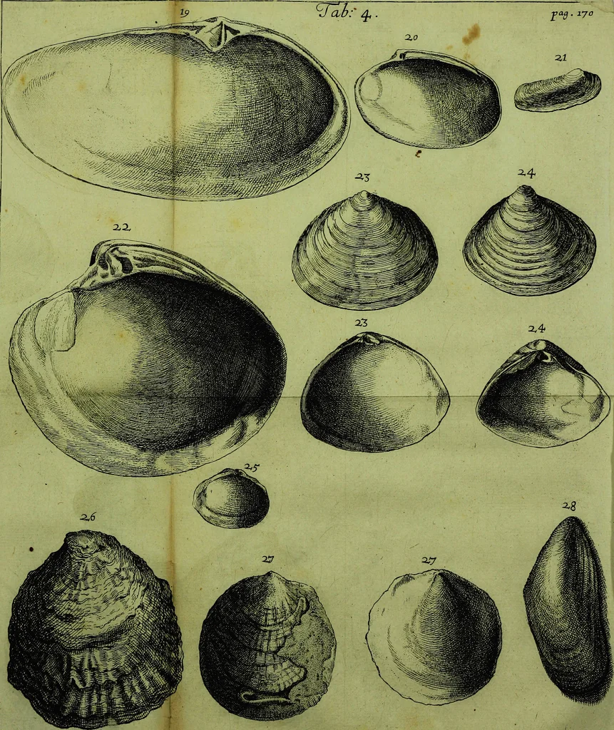 An illustration from Martini Lister ... Historiæ animalium Angliæ, tres tractatus. Unus de araneis. Alter de cochleis tum terrestribus, tum fluviatilibus. Tertius de cochleis marinis. Quibus adjectus est quartus de lapidibus ejusdem insulæ ad cochlearum quandam imaginem figuratis, 1678, leaf 189