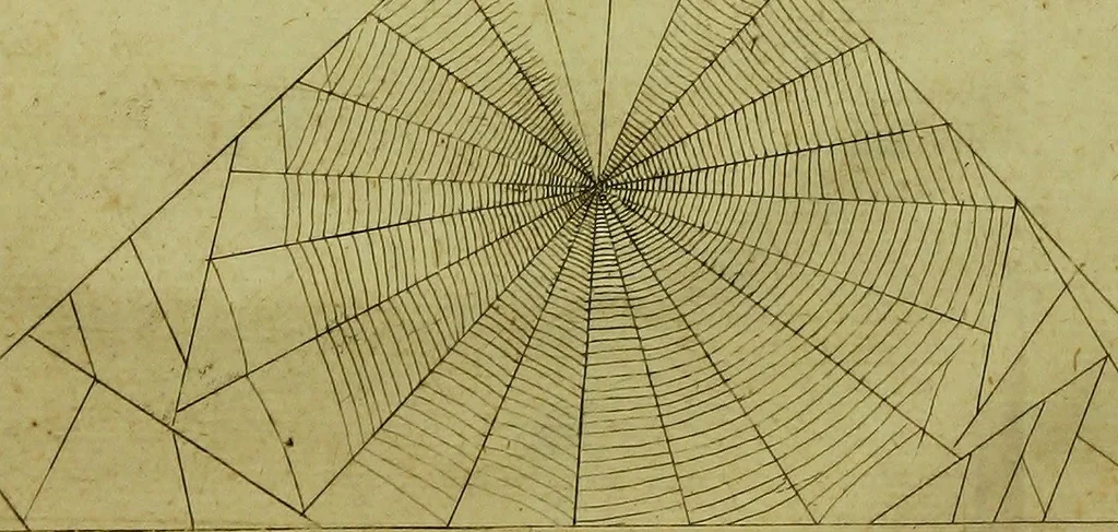 An illustration from Martini Lister ... Historiæ animalium Angliæ, tres tractatus. Unus de araneis. Alter de cochleis tum terrestribus, tum fluviatilibus. Tertius de cochleis marinis. Quibus adjectus est quartus de lapidibus ejusdem insulæ ad cochlearum quandam imaginem figuratis, 1678, leaf 34