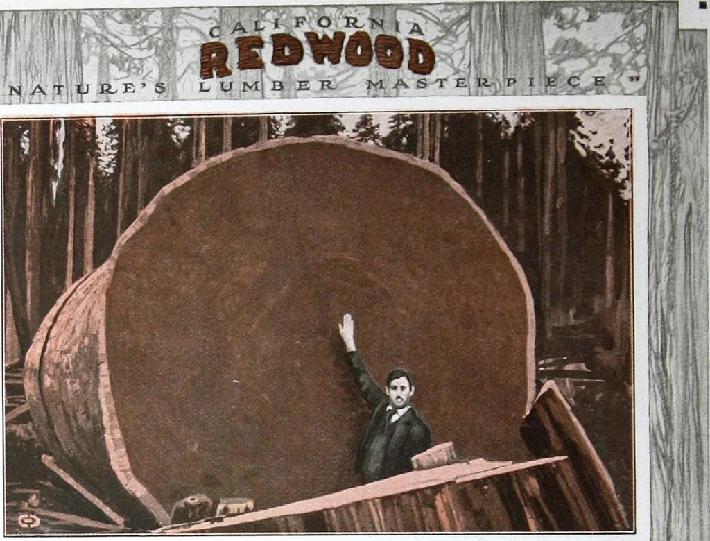 An illustration from California Redwood "nature's lumber masterpiece", 1916, leaf 11