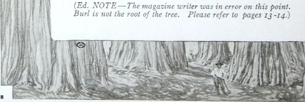 An illustration from California Redwood "nature's lumber masterpiece", 1916, leaf 15