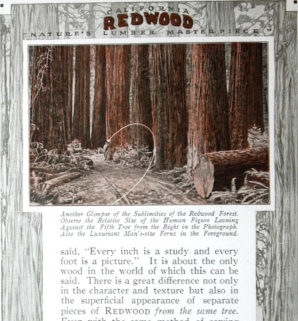 An illustration from California Redwood "nature's lumber masterpiece", 1916, leaf 33