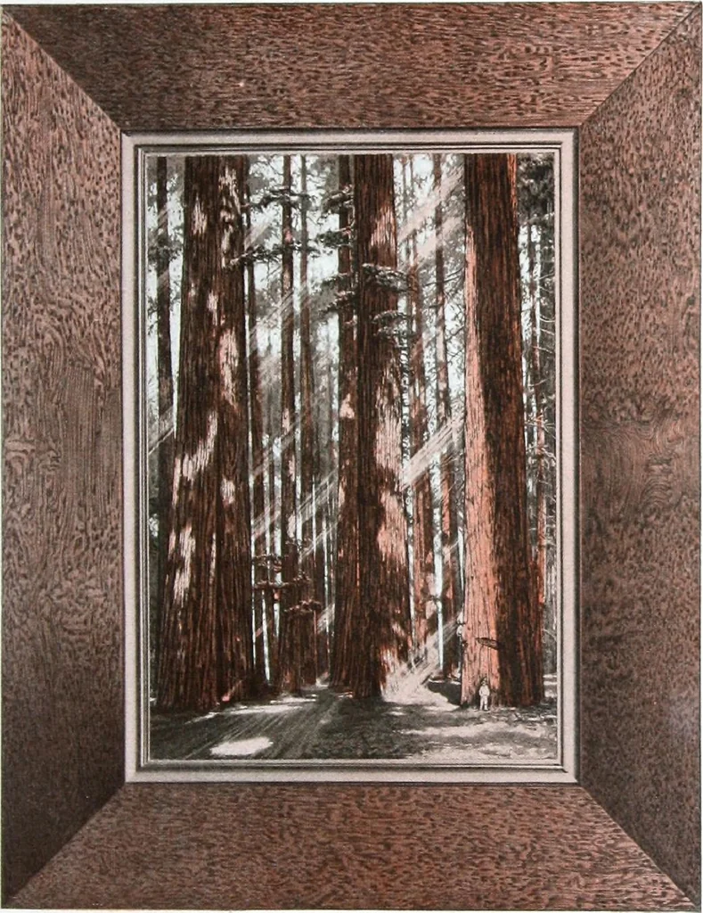 An illustration from California Redwood "nature's lumber masterpiece", 1916, leaf 6