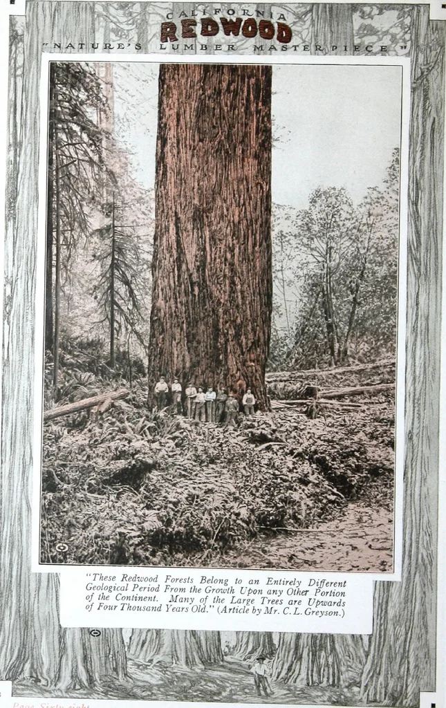 An illustration from California Redwood "nature's lumber masterpiece", 1916, leaf 73