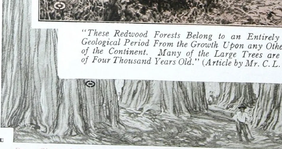 An illustration from California Redwood "nature's lumber masterpiece", 1916, leaf 73
