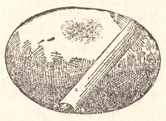 An illustration from Manuale dei giuochi di prestigio e calcolo colle carte, 1905, leaf 50