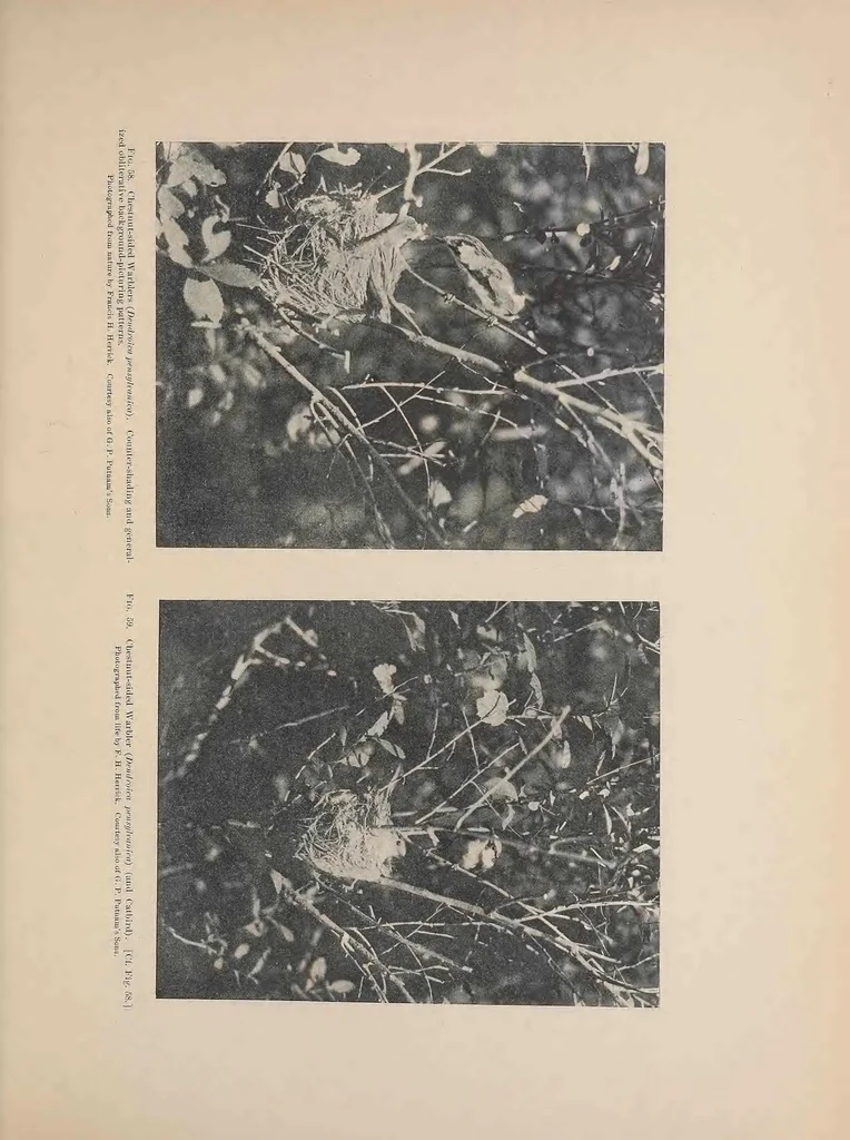 An illustration from Concealing-coloration in the animal kingdom; an exposition of the laws of disguise through color and pattern: being a summary of Abbott H. Thayer's discoveries, 1909, leaf 171