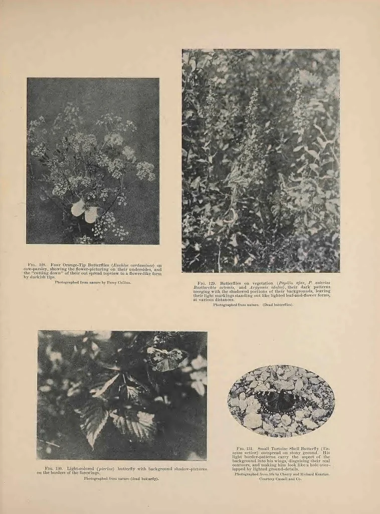 An illustration from Concealing-coloration in the animal kingdom; an exposition of the laws of disguise through color and pattern: being a summary of Abbott H. Thayer's discoveries, 1909, leaf 415