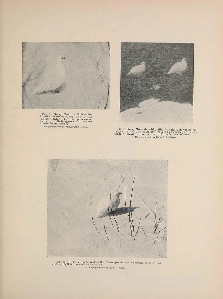 An illustration from Concealing-coloration in the animal kingdom; an exposition of the laws of disguise through color and pattern: being a summary of Abbott H. Thayer's discoveries, 1909, leaf 59