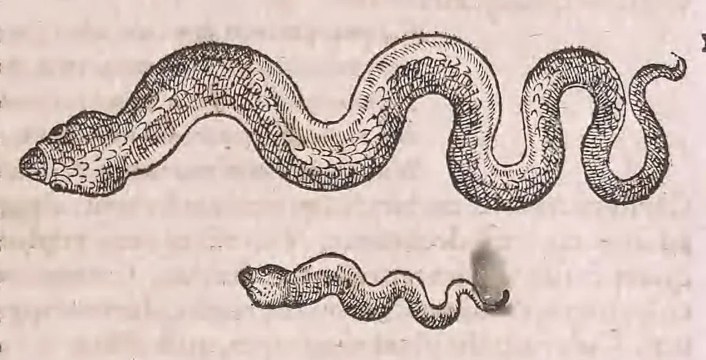 An illustration from Conr. Gesneri Tigurini medicinæ et philosophiae professoris in Schola Tigurina, Historiæ animalium liber II : qui est de quadrupedibus ouiparis, 1586, leaf 198