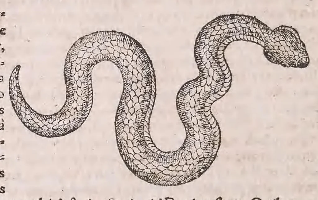 An illustration from Conr. Gesneri Tigurini medicinæ et philosophiae professoris in Schola Tigurina, Historiæ animalium liber II : qui est de quadrupedibus ouiparis, 1586, leaf 253