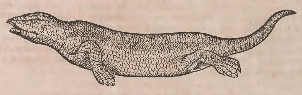 An illustration from Conr. Gesneri Tigurini medicinæ et philosophiae professoris in Schola Tigurina, Historiæ animalium liber II : qui est de quadrupedibus ouiparis, 1586, leaf 35