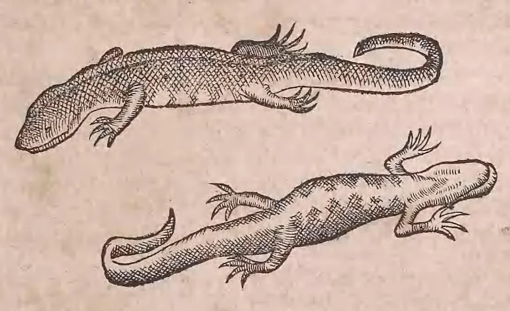 An illustration from Conr. Gesneri Tigurini medicinæ et philosophiae professoris in Schola Tigurina, Historiæ animalium liber II : qui est de quadrupedibus ouiparis, 1586, leaf 42
