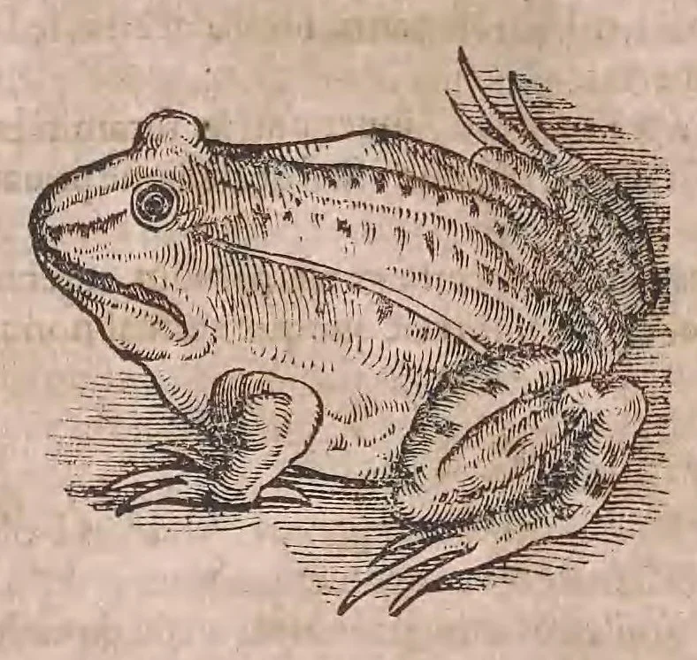 An illustration from Conr. Gesneri Tigurini medicinæ et philosophiae professoris in Schola Tigurina, Historiæ animalium liber II : qui est de quadrupedibus ouiparis, 1586, leaf 57