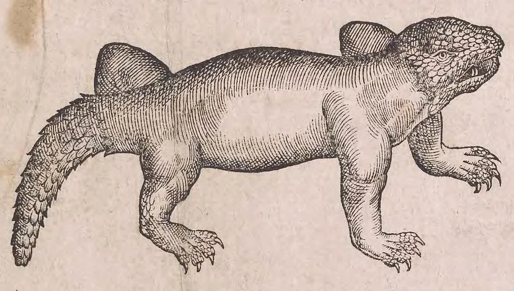 An illustration from Conr. Gesneri Tigurini medicinæ et philosophiae professoris in Schola Tigurina, Historiæ animalium liber II : qui est de quadrupedibus ouiparis, 1586, leaf 6