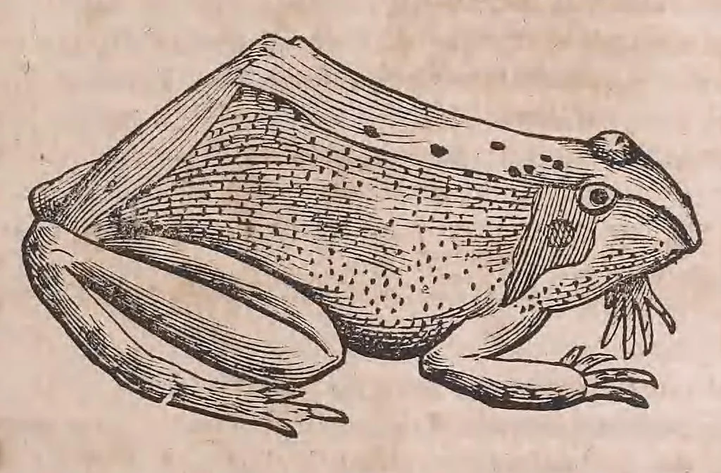 An illustration from Conr. Gesneri Tigurini medicinæ et philosophiae professoris in Schola Tigurina, Historiæ animalium liber II : qui est de quadrupedibus ouiparis, 1586, leaf 74