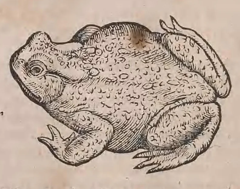 An illustration from Conr. Gesneri Tigurini medicinæ et philosophiae professoris in Schola Tigurina, Historiæ animalium liber II : qui est de quadrupedibus ouiparis, 1586, leaf 75