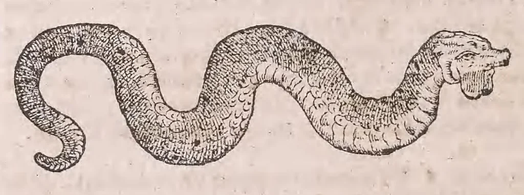 An illustration from Conradi Gesneri Tigurini medicinae et philosophiae professoris in Schola Tigurina, Historiae animalium Lib. V : qui est De serpentium natura : ex varijs schedis et collectaneis eiusdem compositus, 1587, leaf 101