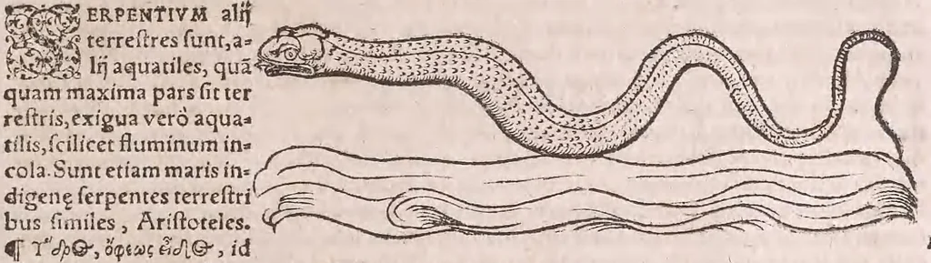 An illustration from Conradi Gesneri Tigurini medicinae et philosophiae professoris in Schola Tigurina, Historiae animalium Lib. V : qui est De serpentium natura : ex varijs schedis et collectaneis eiusdem compositus, 1587, leaf 132