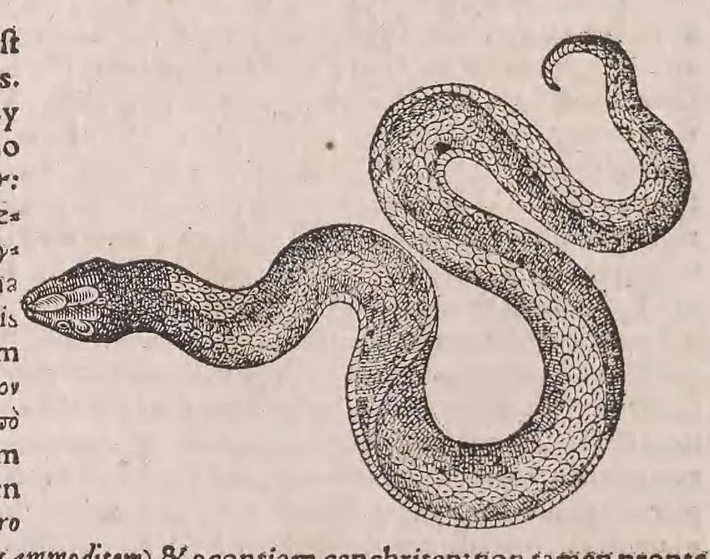 An illustration from Conradi Gesneri Tigurini medicinae et philosophiae professoris in Schola Tigurina, Historiae animalium Lib. V : qui est De serpentium natura : ex varijs schedis et collectaneis eiusdem compositus, 1587, leaf 87
