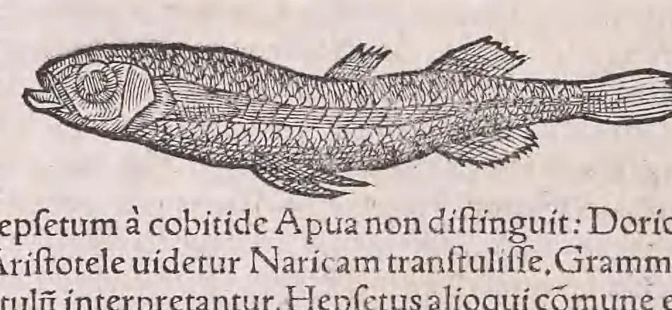 An illustration from Conr. Gesneri Tigurini medicinæ et philosophiae professoris in Schola Tigurina, Historiæ animalium liber II : qui est de quadrupedibus ouiparis, 1586, leaf 370