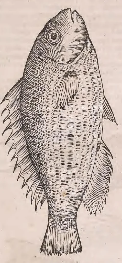 An illustration from Conr. Gesneri Tigurini medicinæ et philosophiae professoris in Schola Tigurina, Historiæ animalium liber II : qui est de quadrupedibus ouiparis, 1586, leaf 391