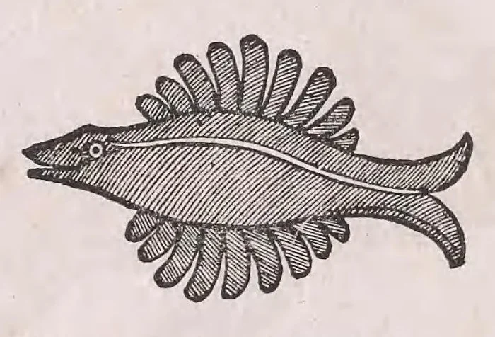 An illustration from Conr. Gesneri Tigurini medicinæ et philosophiae professoris in Schola Tigurina, Historiæ animalium liber II : qui est de quadrupedibus ouiparis, 1586, leaf 432