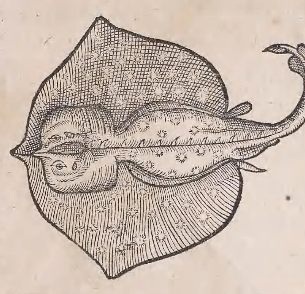 An illustration from Conr. Gesneri Tigurini medicinæ et philosophiae professoris in Schola Tigurina, Historiæ animalium liber II : qui est de quadrupedibus ouiparis, 1586, leaf 502
