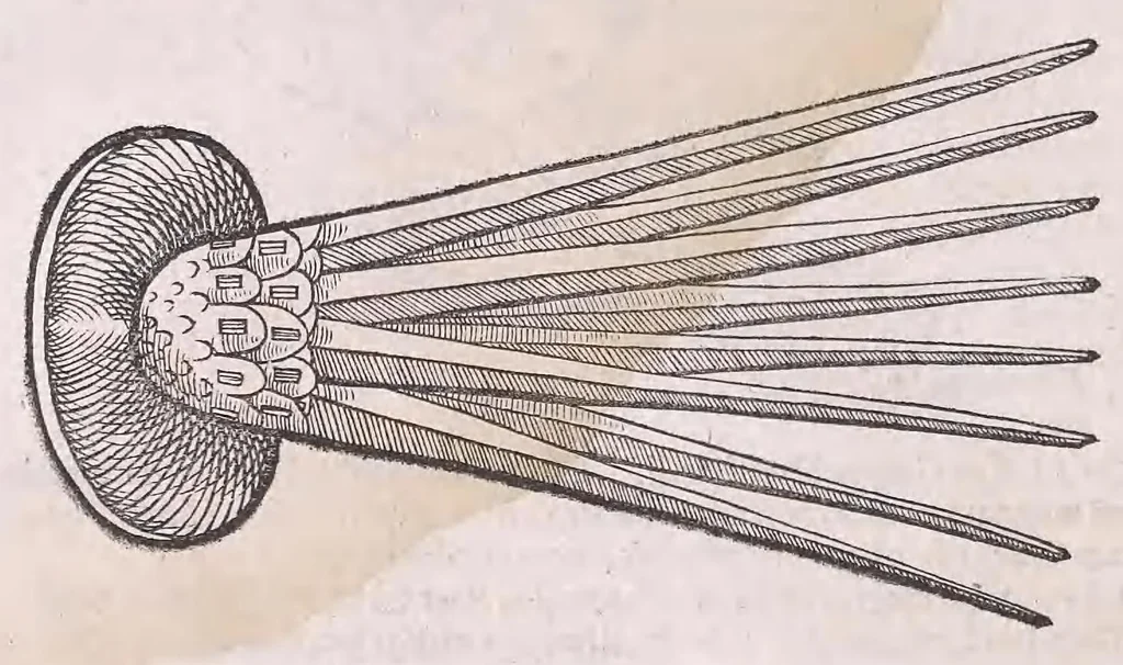 An illustration from Conr. Gesneri Tigurini medicinæ et philosophiae professoris in Schola Tigurina, Historiæ animalium liber II : qui est de quadrupedibus ouiparis, 1586, leaf 566