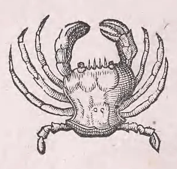 An illustration from Conr. Gesneri Tigurini medicinæ et philosophiae professoris in Schola Tigurina, Historiæ animalium liber II : qui est de quadrupedibus ouiparis, 1586, leaf 574