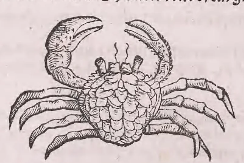 An illustration from Conr. Gesneri Tigurini medicinæ et philosophiae professoris in Schola Tigurina, Historiæ animalium liber II : qui est de quadrupedibus ouiparis, 1586, leaf 574